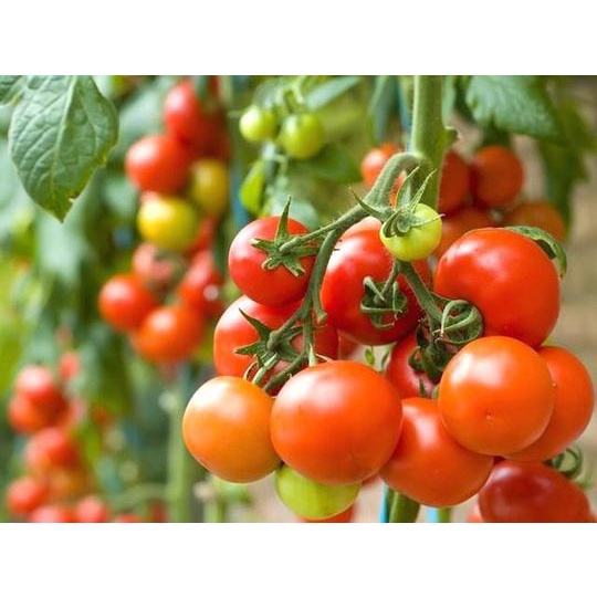 Hạt giống Cà Chua Bi Chùm đỏ 30 Hạt