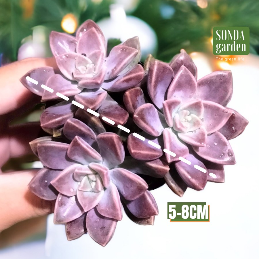 SEN ĐÁ ĐÁ TÍM SIZE BÉ SIÊU KHỎE ĐẸP LỖI 1 ĐỔI 1