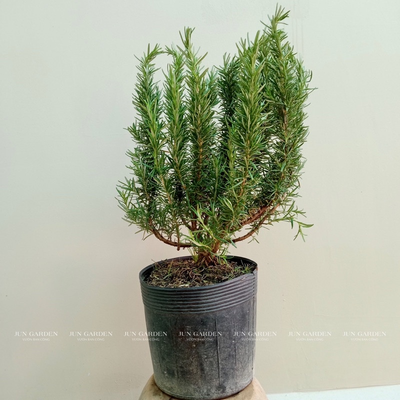 Hương Thảo Bonsai JUN GARDEN Size 100cm
