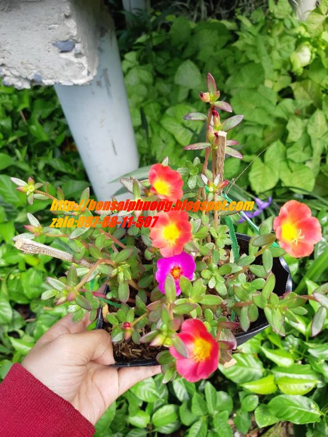 combo 3 chậu hoa 10 giờ THÁI - VIỆT - MỸ