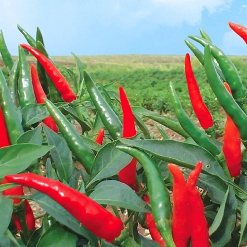 Túi 30 hạt giống ớt chỉ thiên siêu cay - sản phẩm chất lượng cao