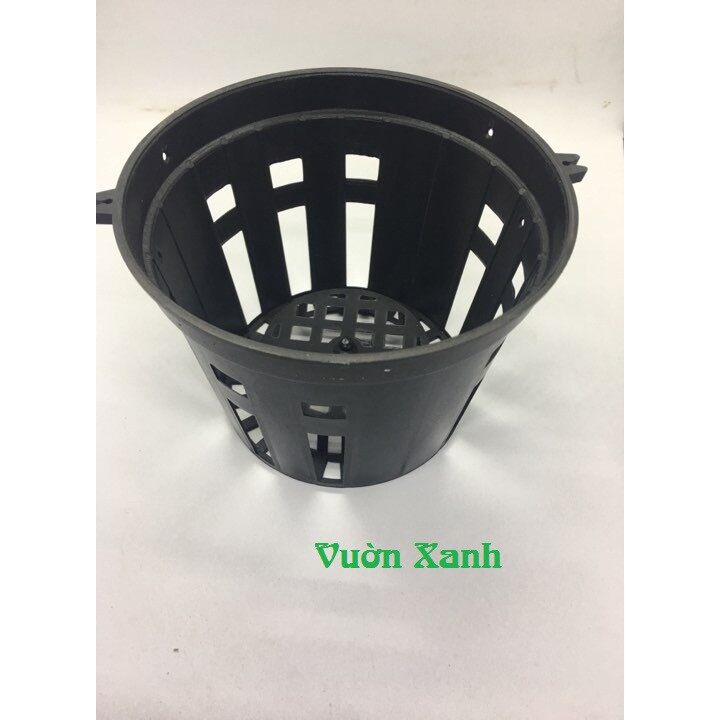 Combo 10 chậu lan đen phi 16