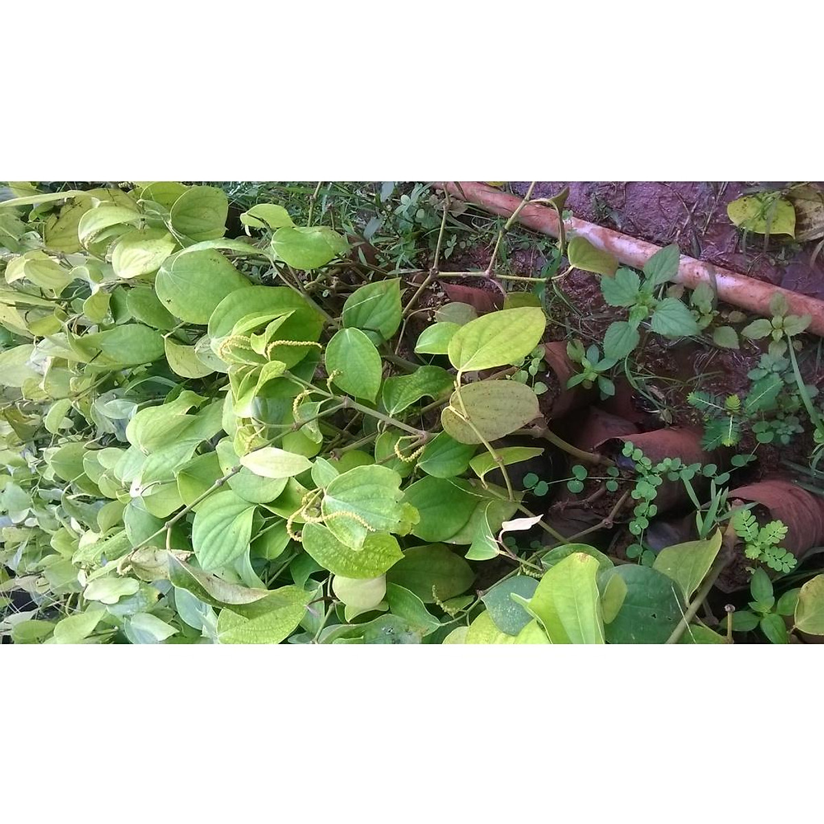 C0mbo 10 cây tiêu giống chuẩn ( BẦU TO, DÂY DÀI NHƯ HÌNH ).