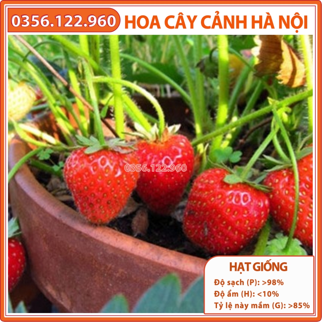 Hạt giống dâu tây đỏ F1 giống chịu nhiệt - Túi 100 hạt