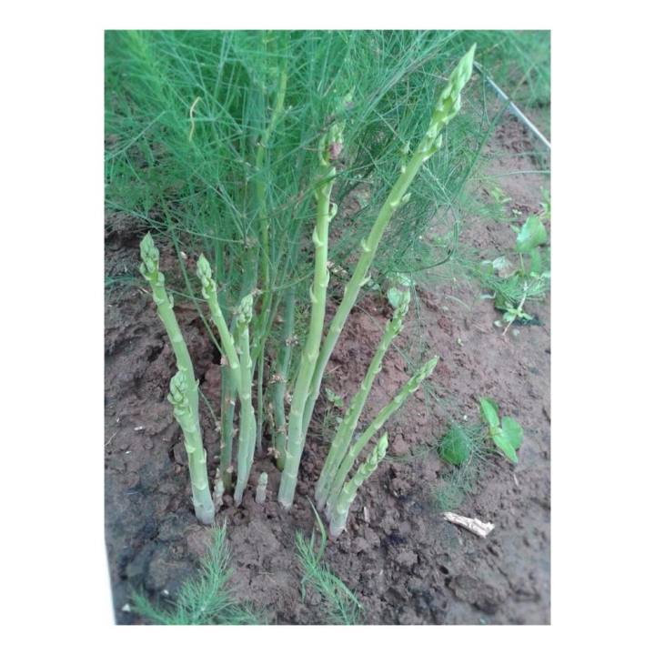 Premium 0.5gr green asparagus seeds