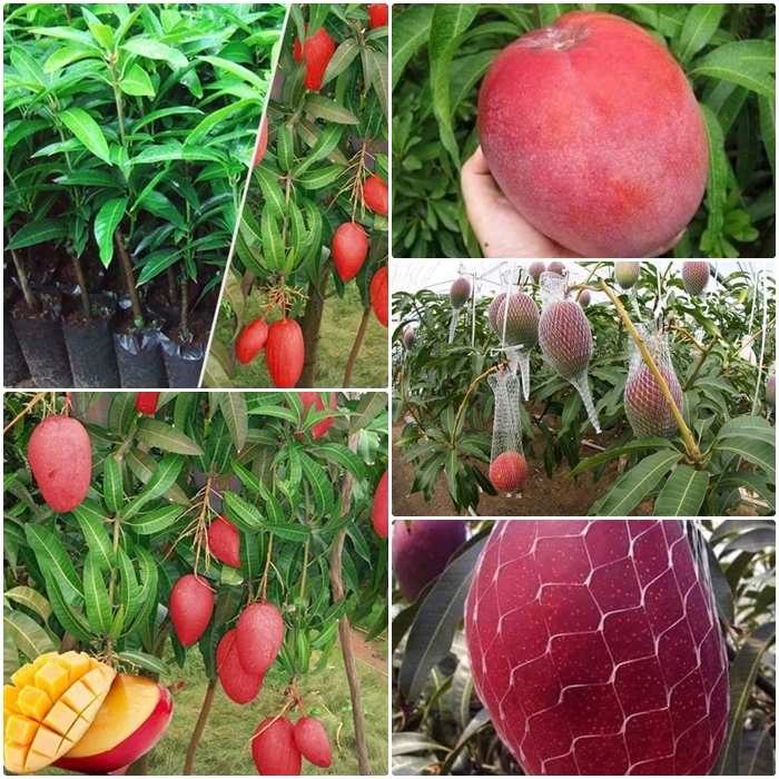 cây giống xoài đỏ mặt trời nhật bản