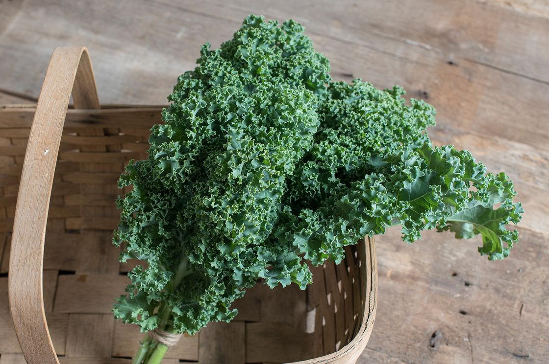 100h hạt giống cải xoăn kale darkibor f1
