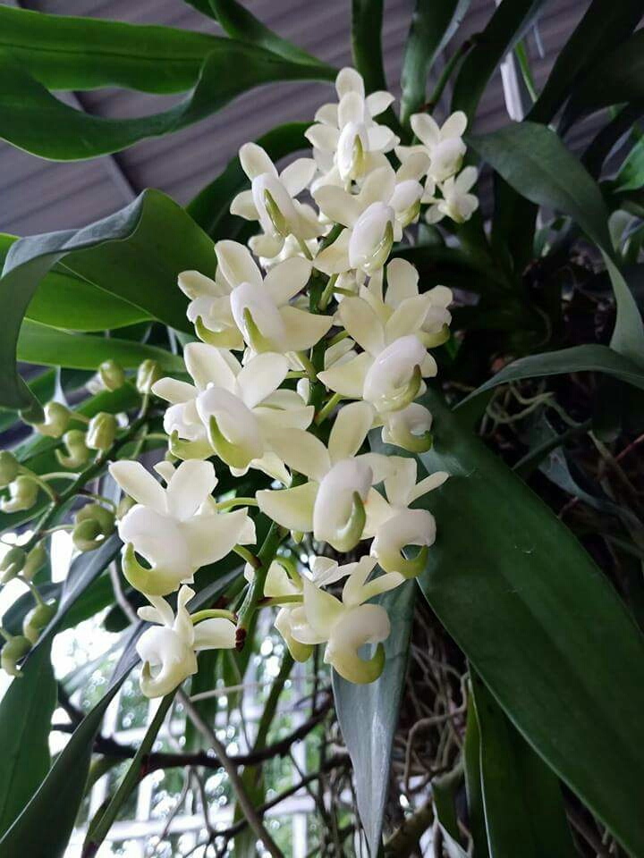 hoa phong lan quế lan hương