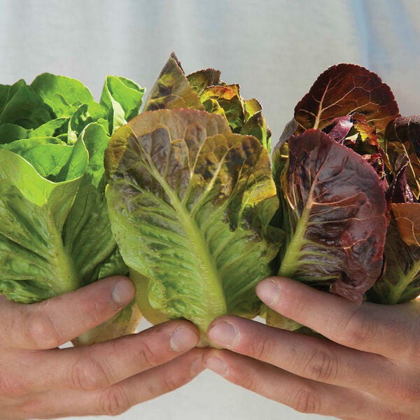 Hạt giống xà lách Romaine tím