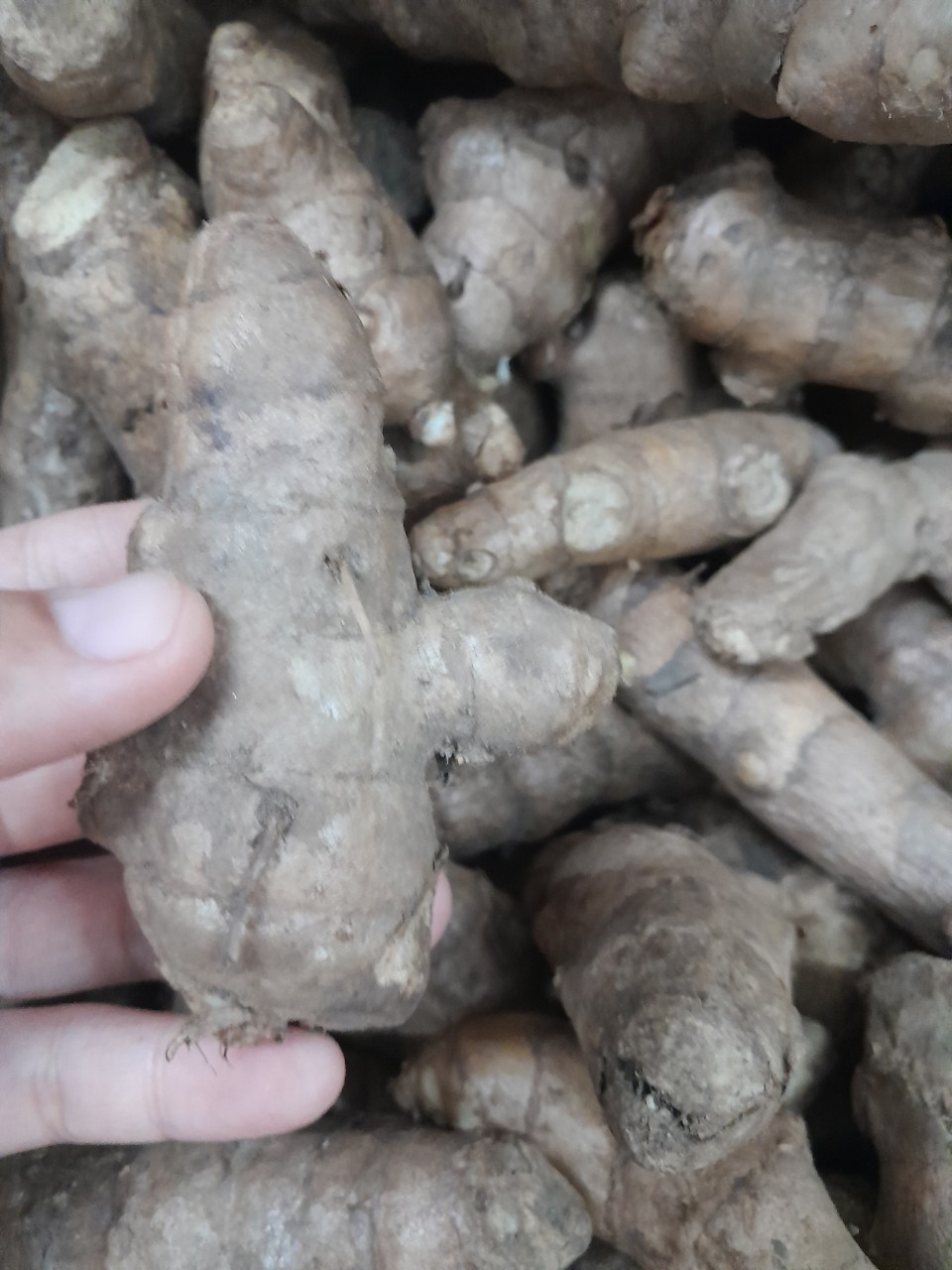 Củ Ngãi Chống Độc tươi 1kg ( ngãi trắng, nghệ trắng, nghệ rừng)