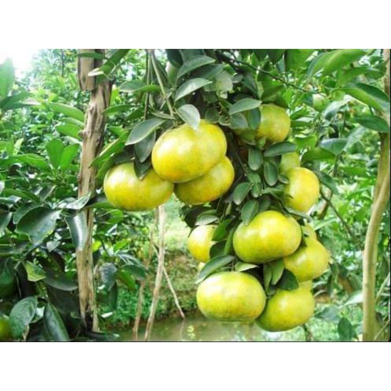 Cây giống quýt đường ôn châu