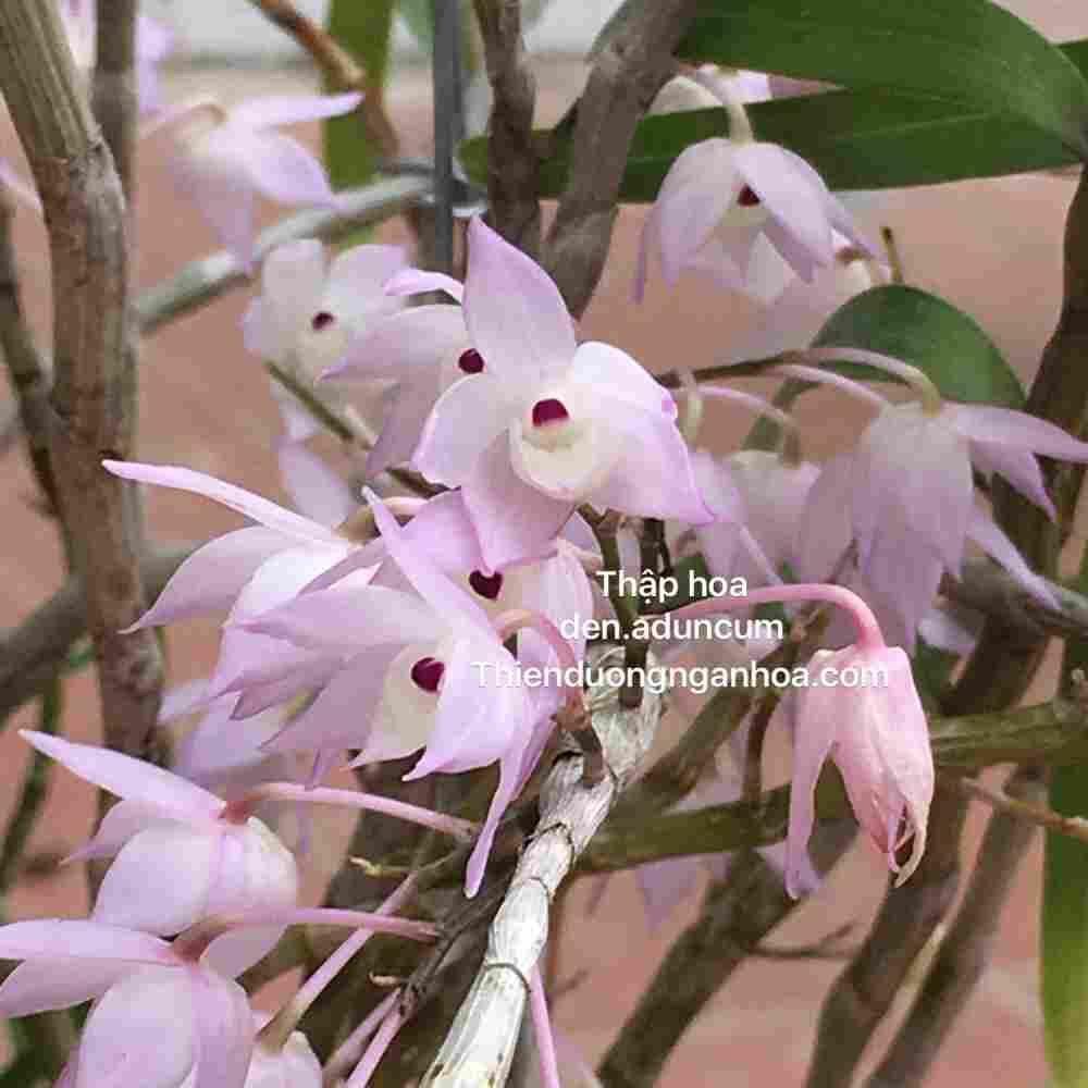 Hoa Lan thập hoa(5 cánh-1 bó 10 thân)