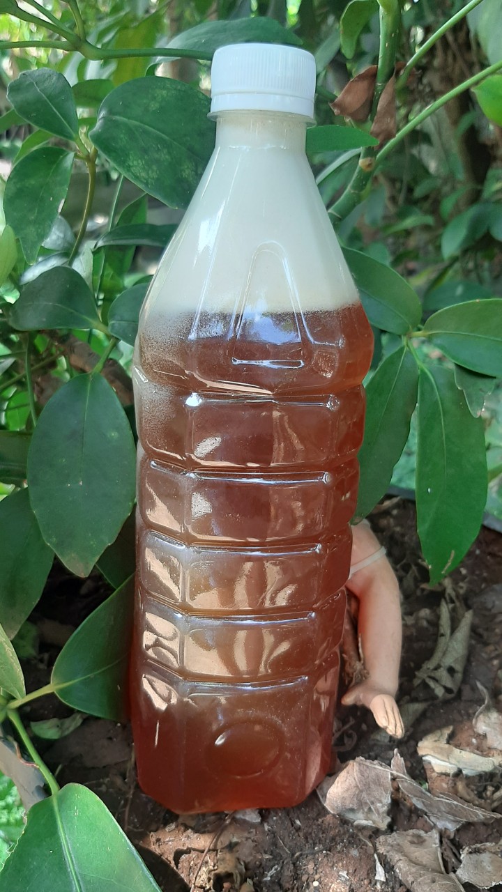Mật ong từ hoa cà phê chai 1lit