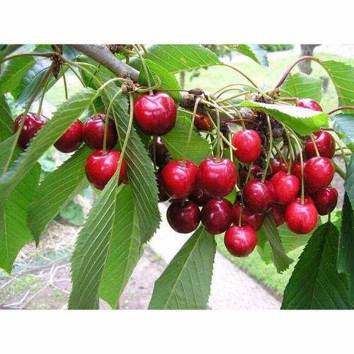 hạt giống Anh Đào ( Cherry)