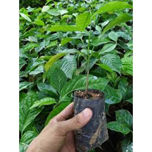 CÂY GIỐNG CÂY HÚNG VỊT ( CÂY CHANH CHÓ, CÂY THÁI GẤU ,CÂY HÚNG RỪNG ) GIA VỊ CUỘC SỐNG