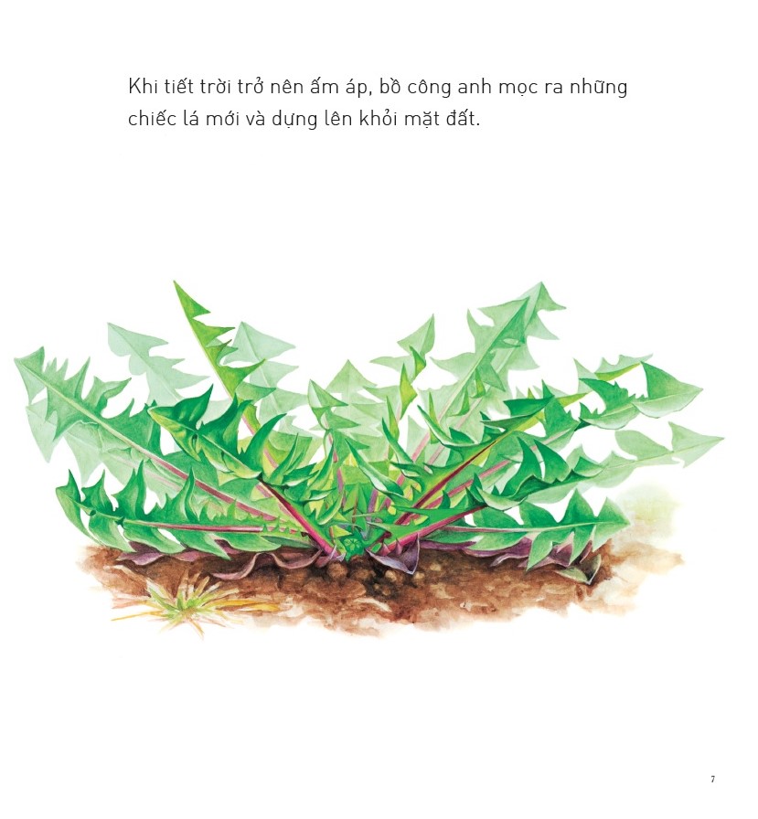 Fahasa - Ehon - Bồ Công Anh