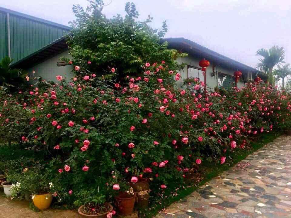 Combo Sỉ 10 Gốc Hoa Hồng Bụi Rễ Trần
