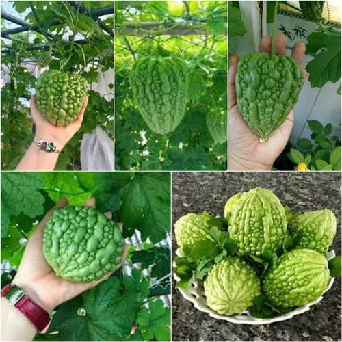 Hạt giống Mướp Đắng Trái Tim (Mướp Đắng Táo) 1gr