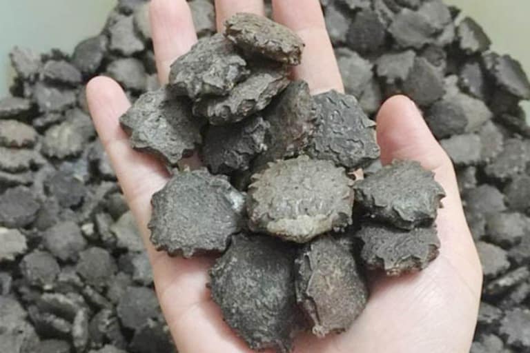 1 kg hạt gấc khô