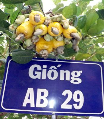 GIỐNG ĐIỀU AB29 – GIỐNG ĐIỀU GHÉP CAO SẢN NĂNG SUẤT VƯỢT TRỘI