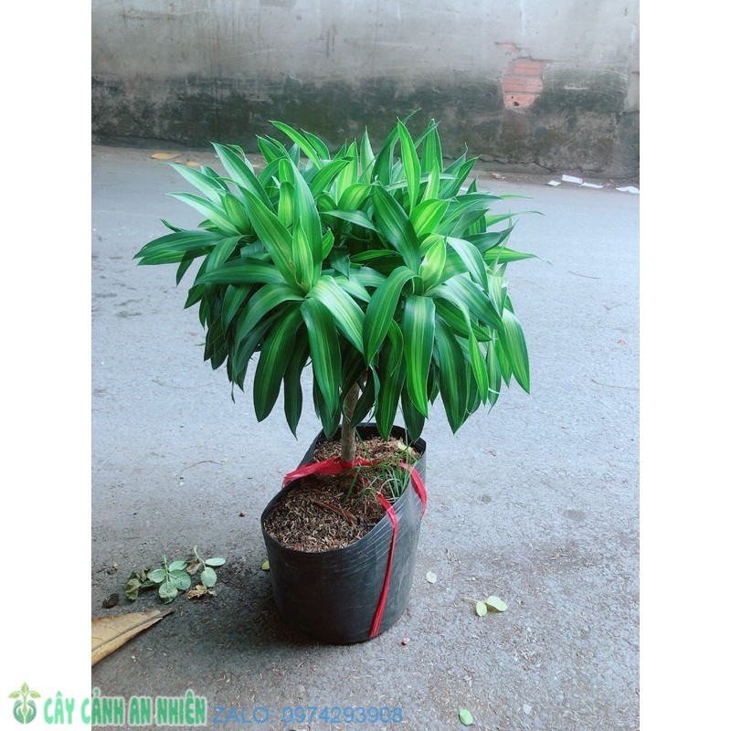 Trúc Bách Hợp