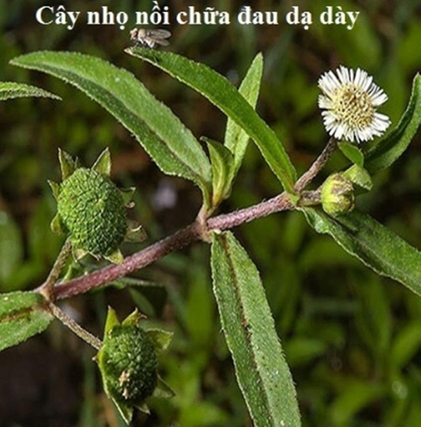 Hạt giống cây cỏ mực (nhọ nồi)