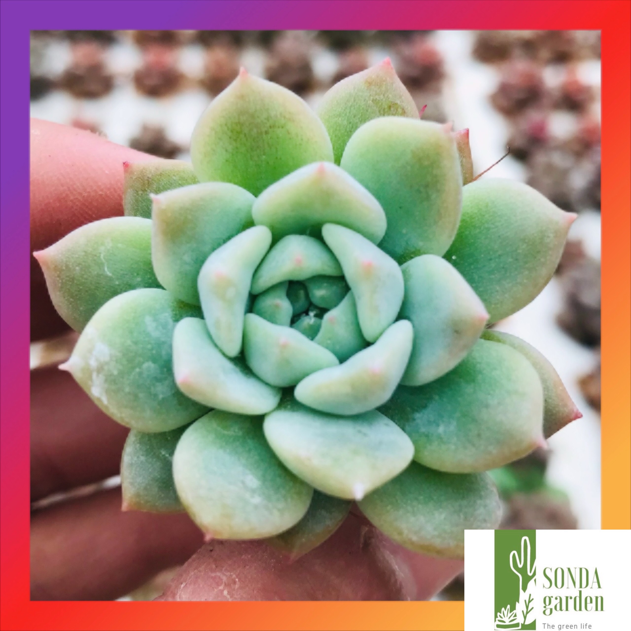 SEN ĐÁ DÙ HỒNG SIZE MINI SIÊU KHỎE ĐẸP LỖI 1 ĐỔI 1