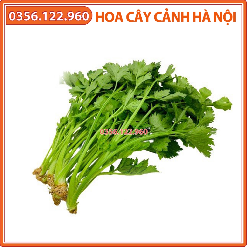 Hạt giống rau cần tây cao sản dễ trồng - Gói 10g - Shop hoa cây cảnh Hà Nội