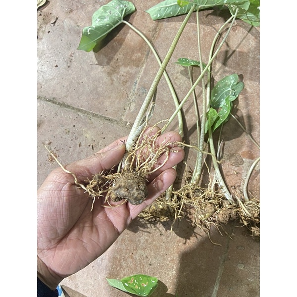 môn đốm chấm bi (củ giống)