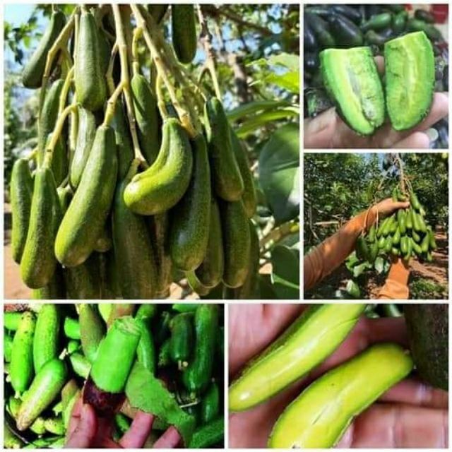 Cây bơ giống tí hon