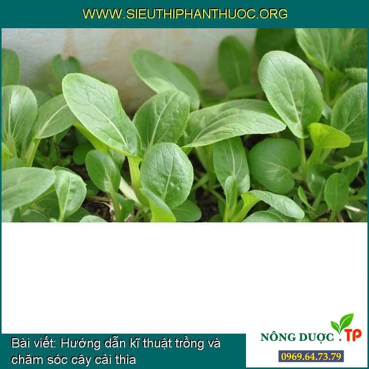 Hạt Giống Cải Thìa Rado 77 Rạng Đông Gói 20Gram