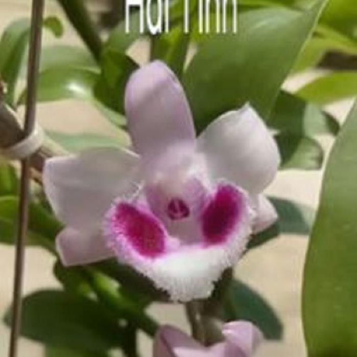 [FREESHIP - Xả Khô Máu] Hoa lan phi điệp - bầu cánh mai(cây cao 20cm,trồng ấm chậu,bộ rễ khỏe)