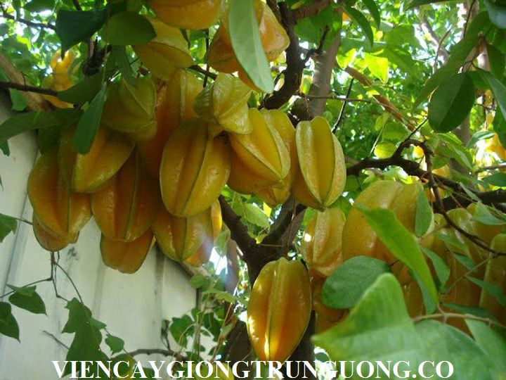 CÂY KHẾ NGỌT GIỐNG