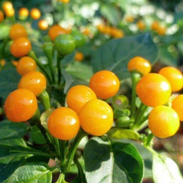 Giống Ớt Mắc Nhất Thế Giới Aji Charapita( Peru)