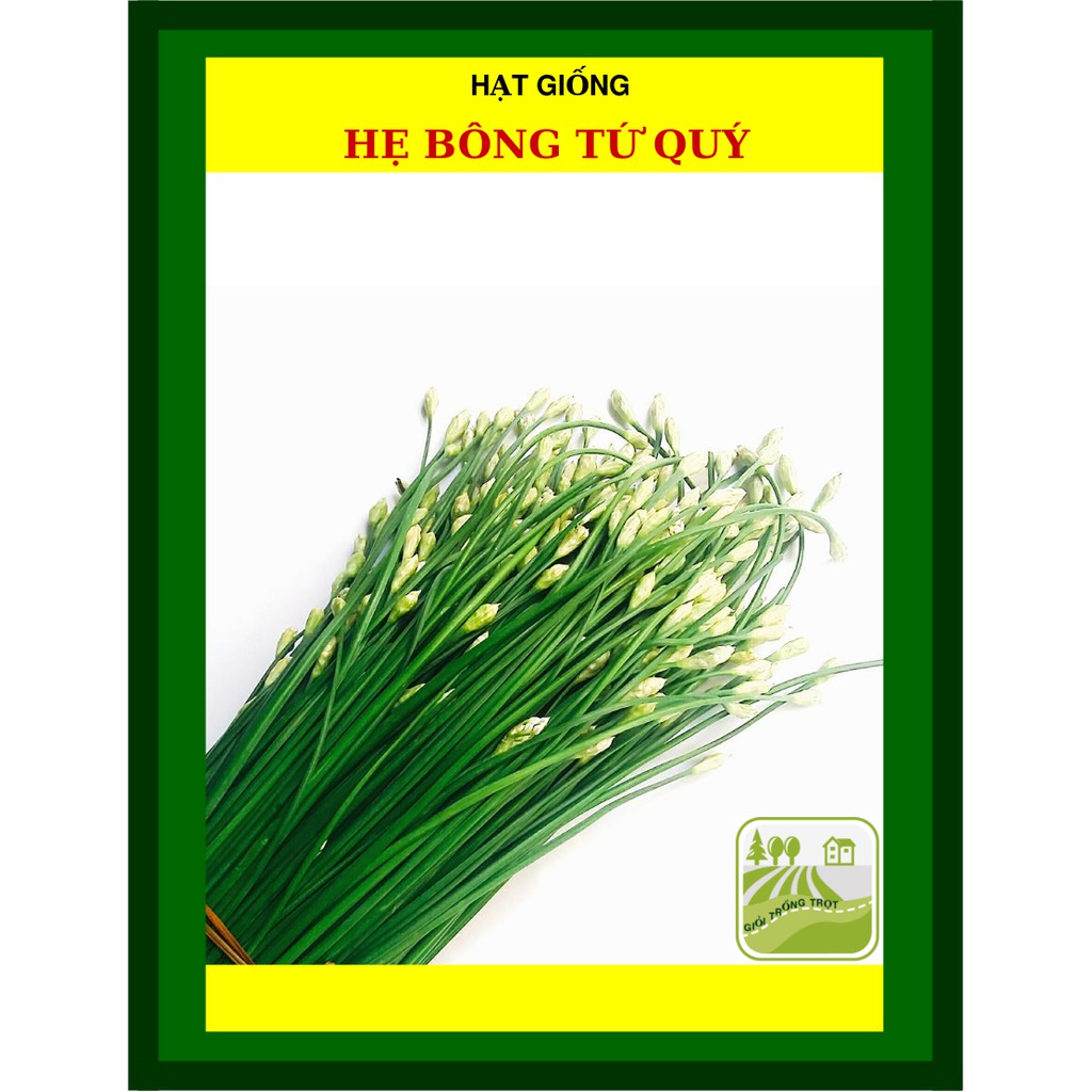 600h - hạt giống hẹ bông tứ quý