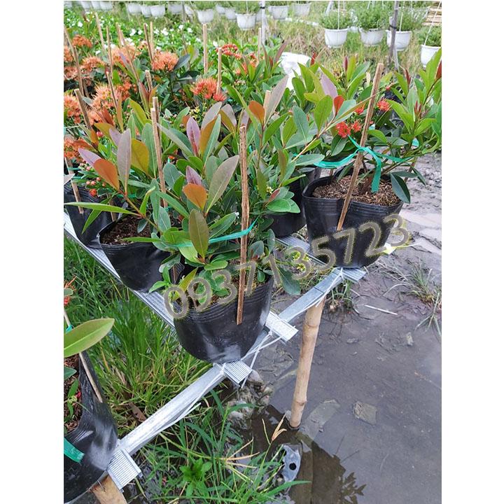 [HCM]cây mai thái đỏ