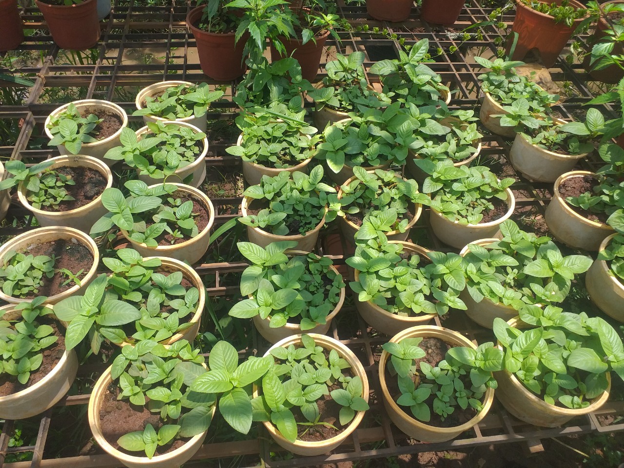 Rau xá xị (rau quế vị) - Chậu to