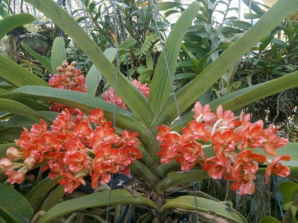 combo 06 cây lan Ngọc điểm giống màu cam