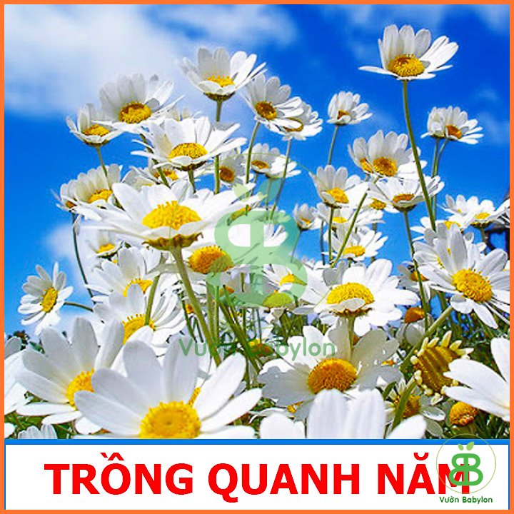 Hạt Giống Cúc Họa Mi Ra Hoa Cực Đẹp