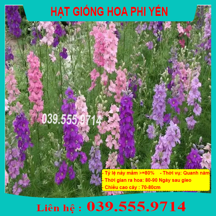 Hạt Giống Hoa Phi Yến Nhiều Màu - Hoa Trồng Chậu