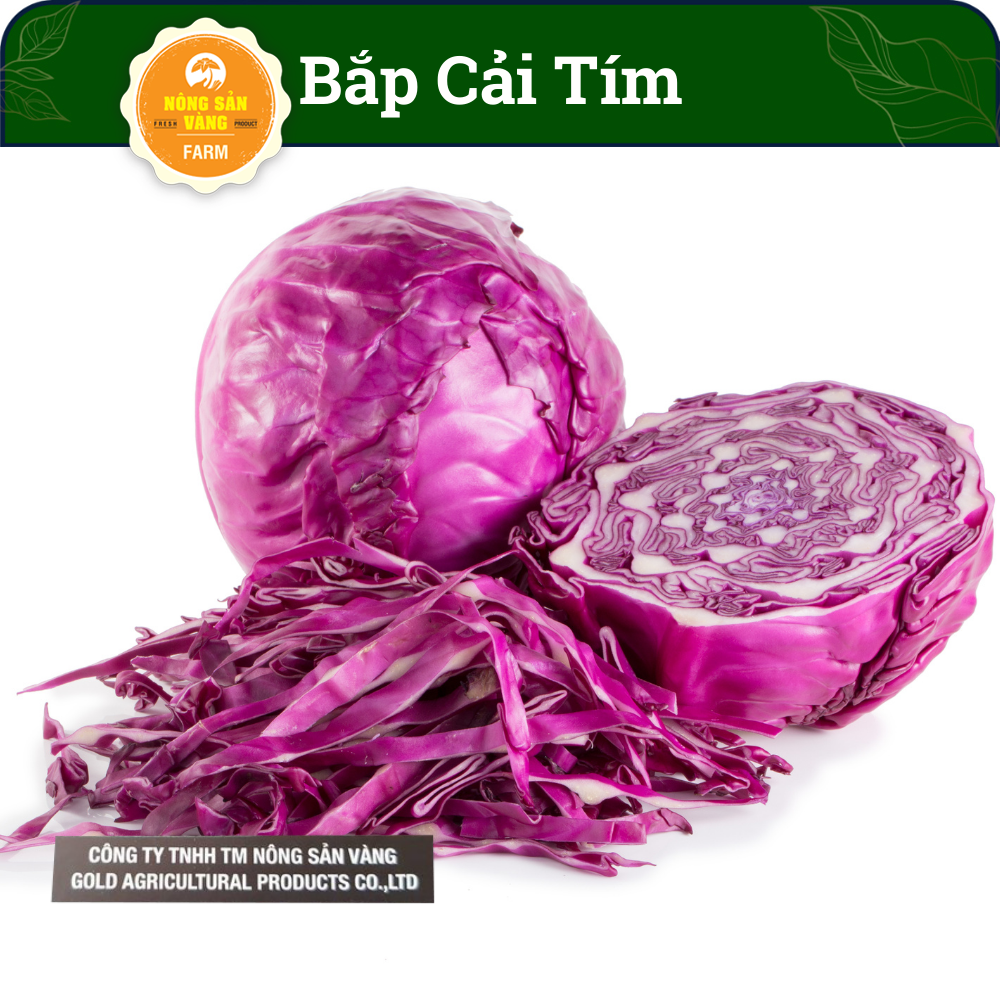Cabbage seeds purple heat resistant, high yield , purple cabbage rare pests in gìan sown-shallow gold