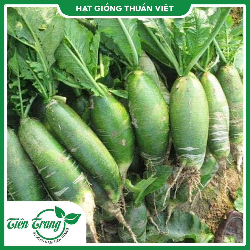 Hạt giống Củ Cải Xanh TN