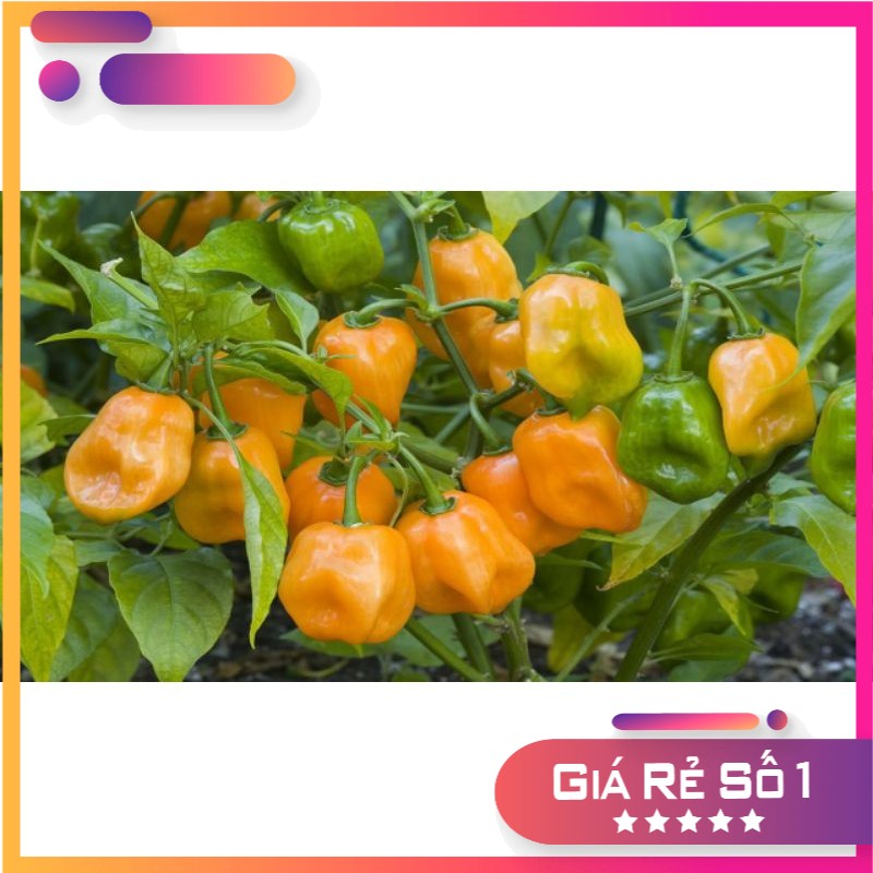 Hạt giống ớt cam siêu cay Habanero - 15 hạt