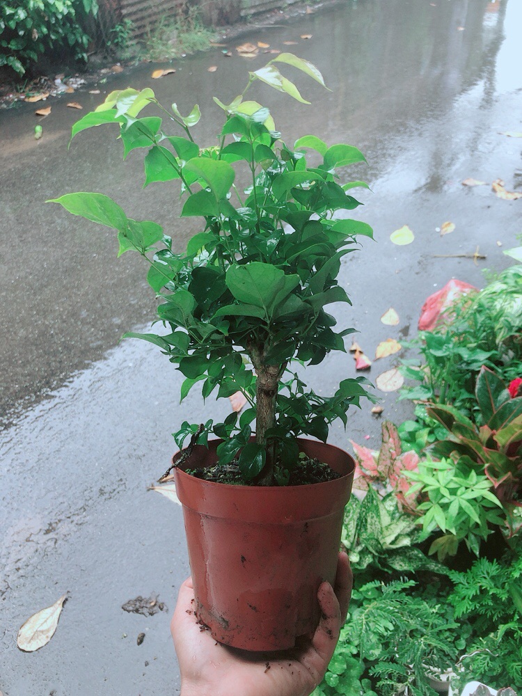 [HCM]Cây Hạnh Phúc