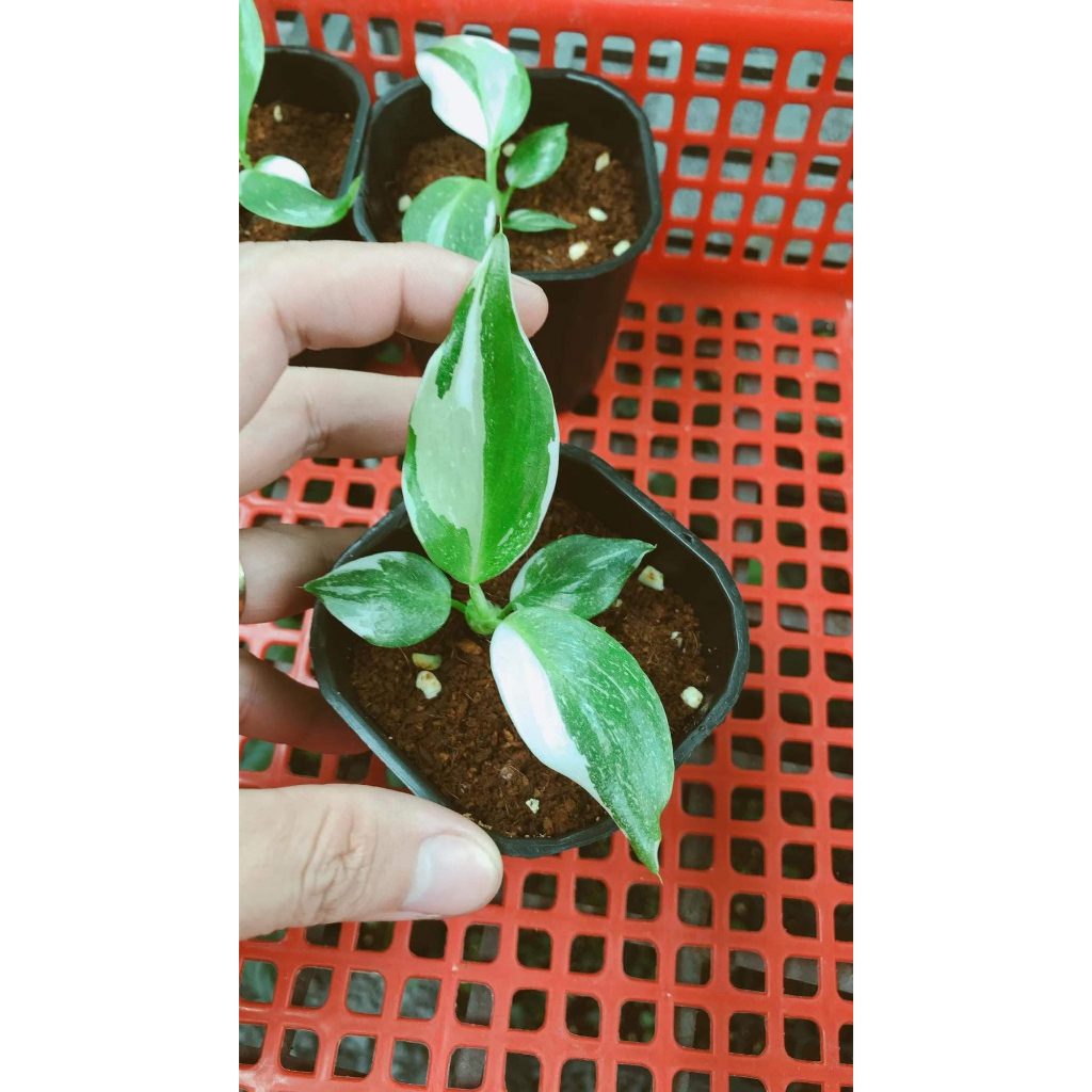 Philodendron White Wizard ✨ FREESHIP ✨ Trầu Bà Phù Thuỷ Trắng