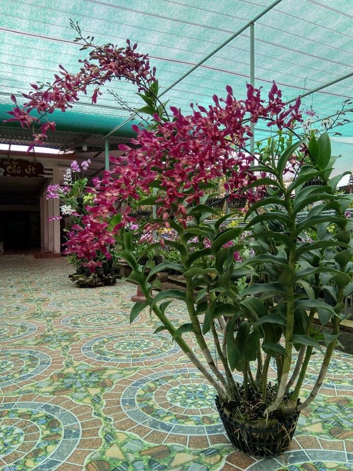 Denro nắng xưa Huyết Long