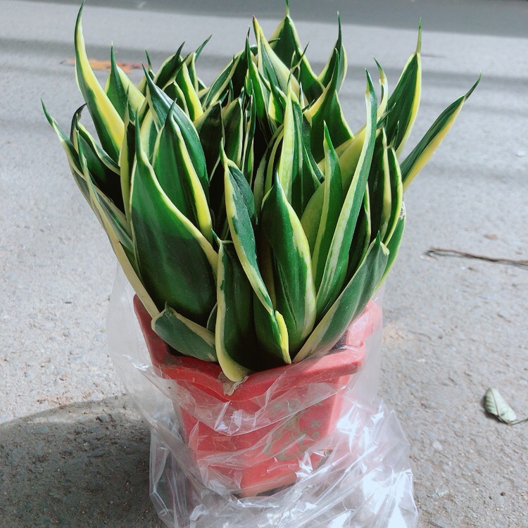 [HCM]Lưỡi Hổ Thái Xanh Size Lớn