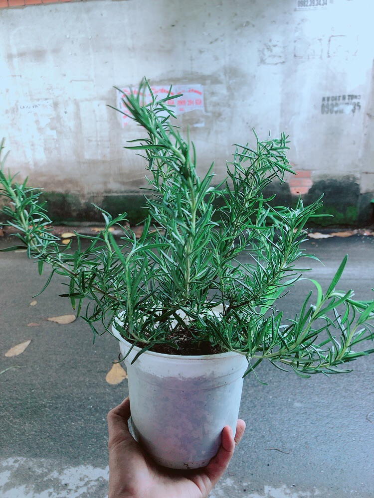 Hương Thảo (cao 35cm,ngang 20cm)