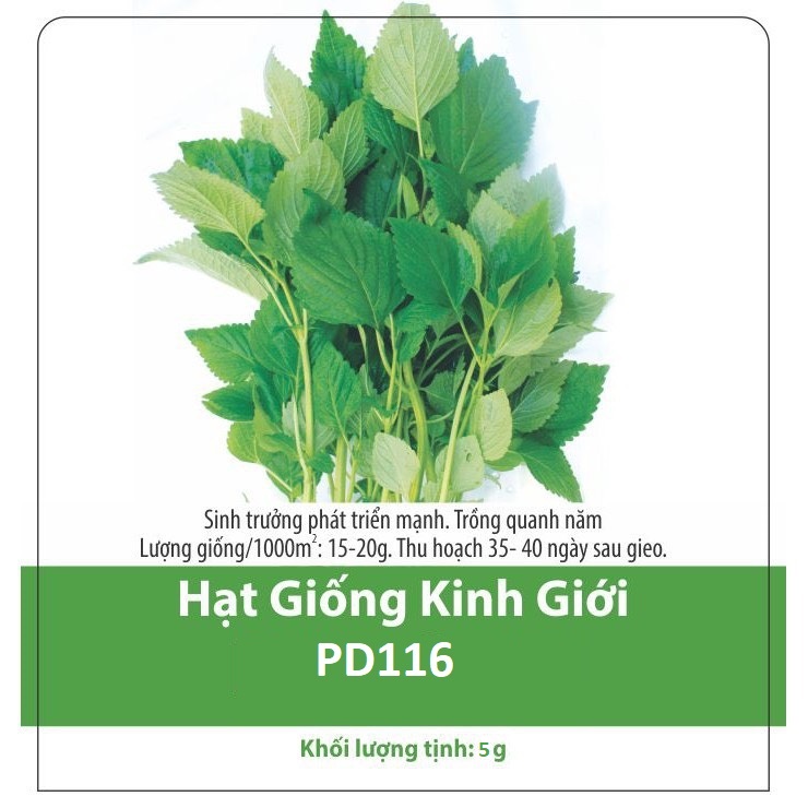 Hạt giống rau kinh giới - 5gr