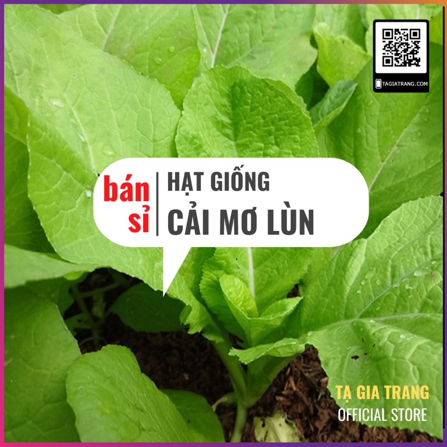 Ma84 gói 150 hạt giống rau cải mơ lùn